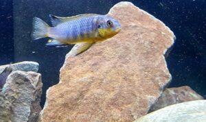 Tropheops tropheops 'Minos Reef'